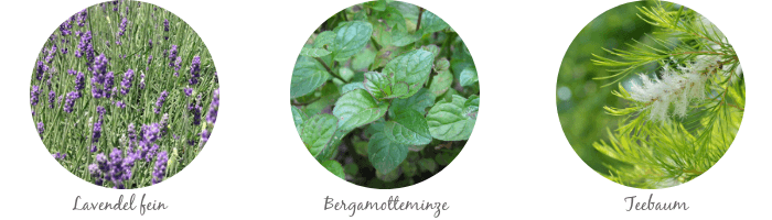Aromatherapie Grundausstattung Lavendelöl