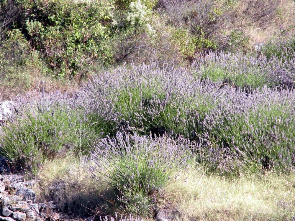 Wilder Lavendel in Kroatien