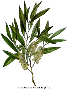 Ätherische Hausapotheke Cajeput
