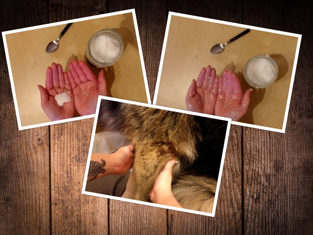 Kokosöl gegen Zecken für Hunde