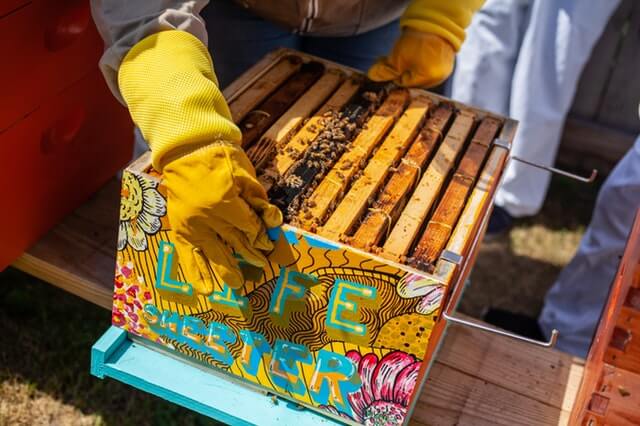 Bienenwachs