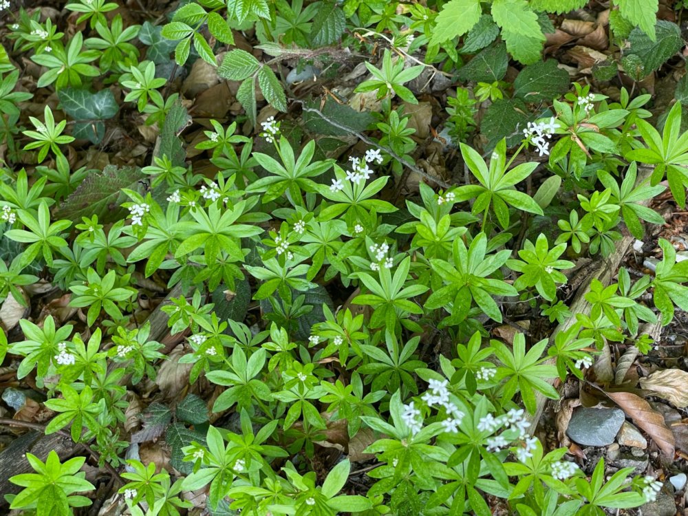 Waldmeister Bowle Selbermachen