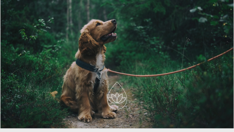NATÜRLICHER ZECKENSCHUTZ FÜR HUNDE: KOKOSÖL, HYDROLATE & ÄTHERISCHE ÖLE