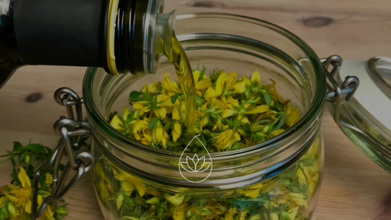 JOHANNISKRAUTÖL SELBER MACHEN: ANLEITUNG + REZEPTE