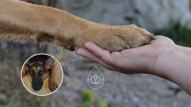 SILVESTER-ANGST BEI HUNDEN: ÄTHERISCHE ÖLE ALS NATÜRLICHE BERUHIGUNGSMITTEL